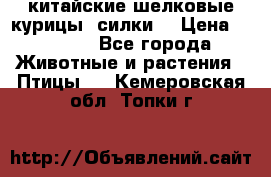 китайские шелковые курицы (силки) › Цена ­ 2 500 - Все города Животные и растения » Птицы   . Кемеровская обл.,Топки г.